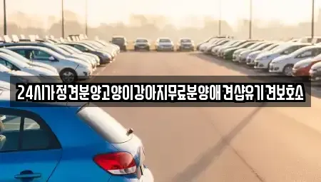 광주광역시 광산구 도천동 중고차매입 전문 24시가정견분양고양이강아지무료분양애견샵유기견보호소